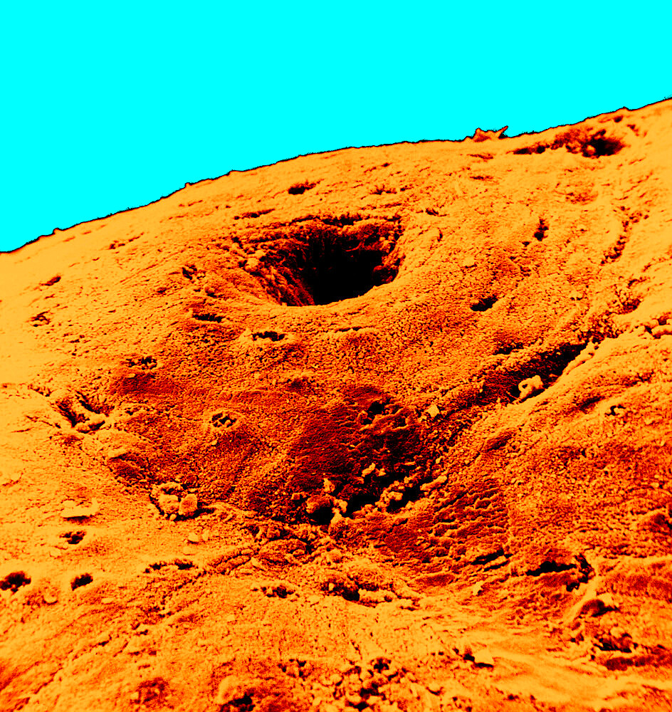 Colon mucosa in SEM x 600. The colon mucosa is constituted of an epithelium, glands, a connective tissue