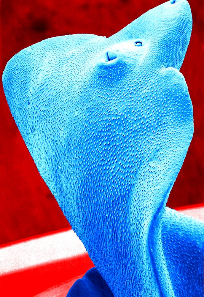 Adult liver fluke (fasciola hepatica) viewed in SEM.