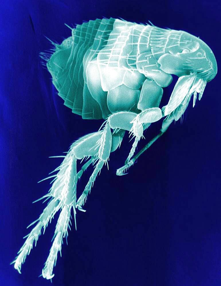 Scanning Electron Micrograph of a Flea.