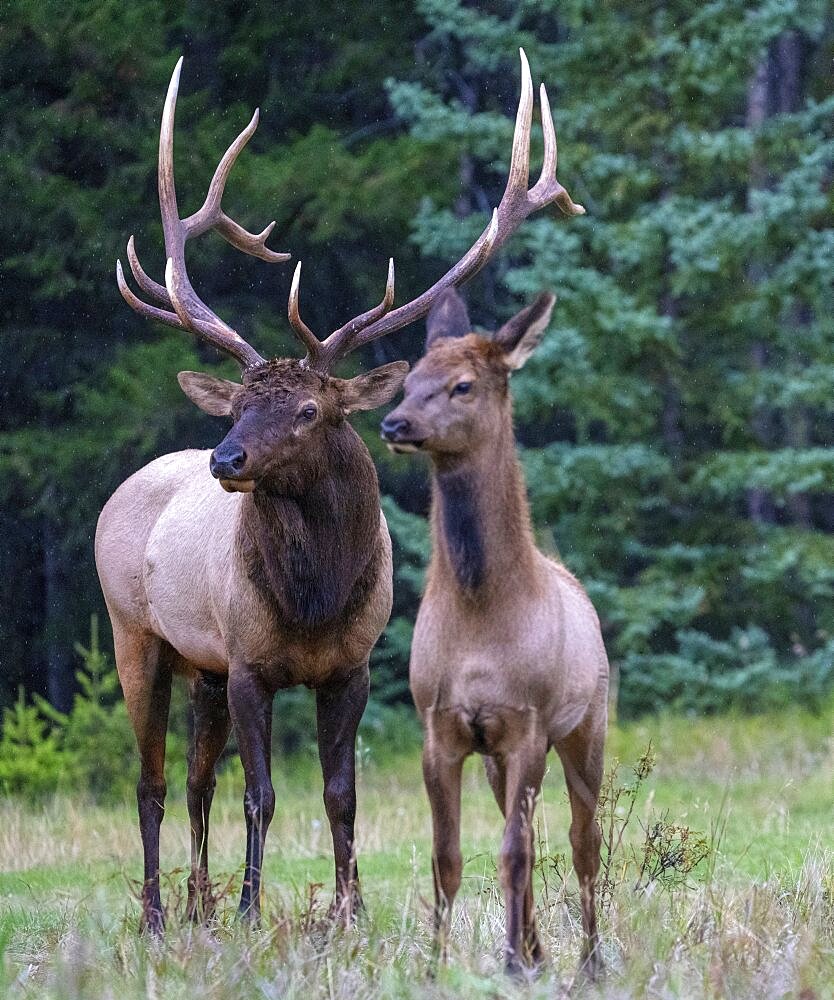 Elk or wapiti (Cervus canadensis)