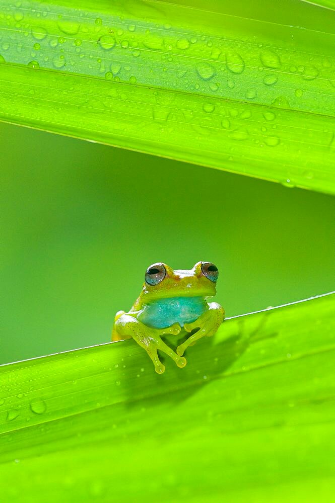 Polkadot Treefrog