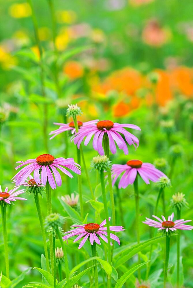 Wildflower Garden