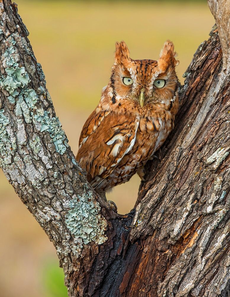 Screech Owl