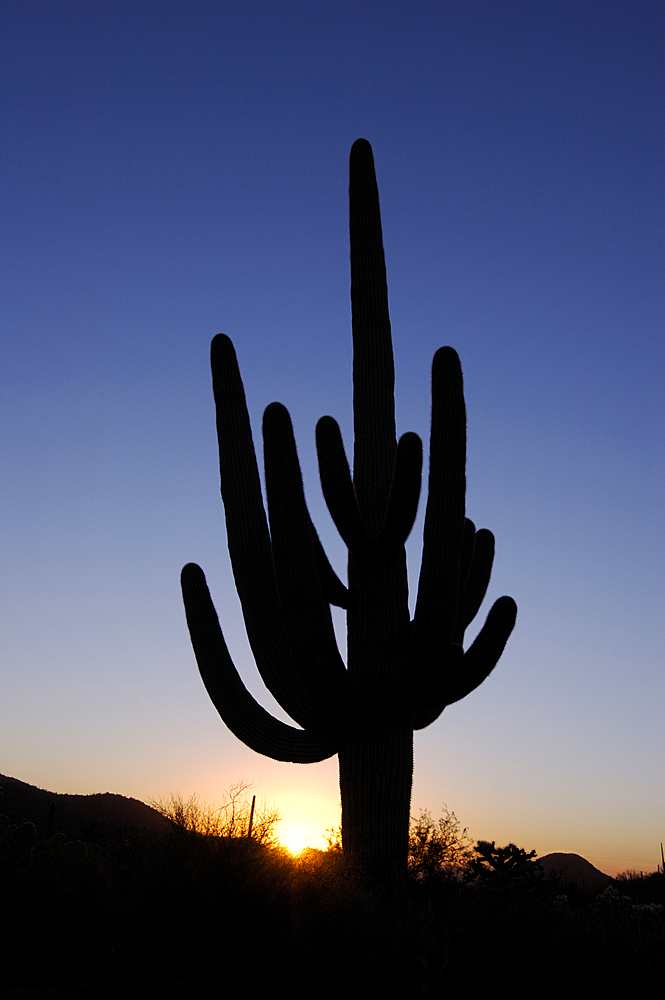 Giant Saguaro Cactus at sunset; Saguaro National Park, Arizona.