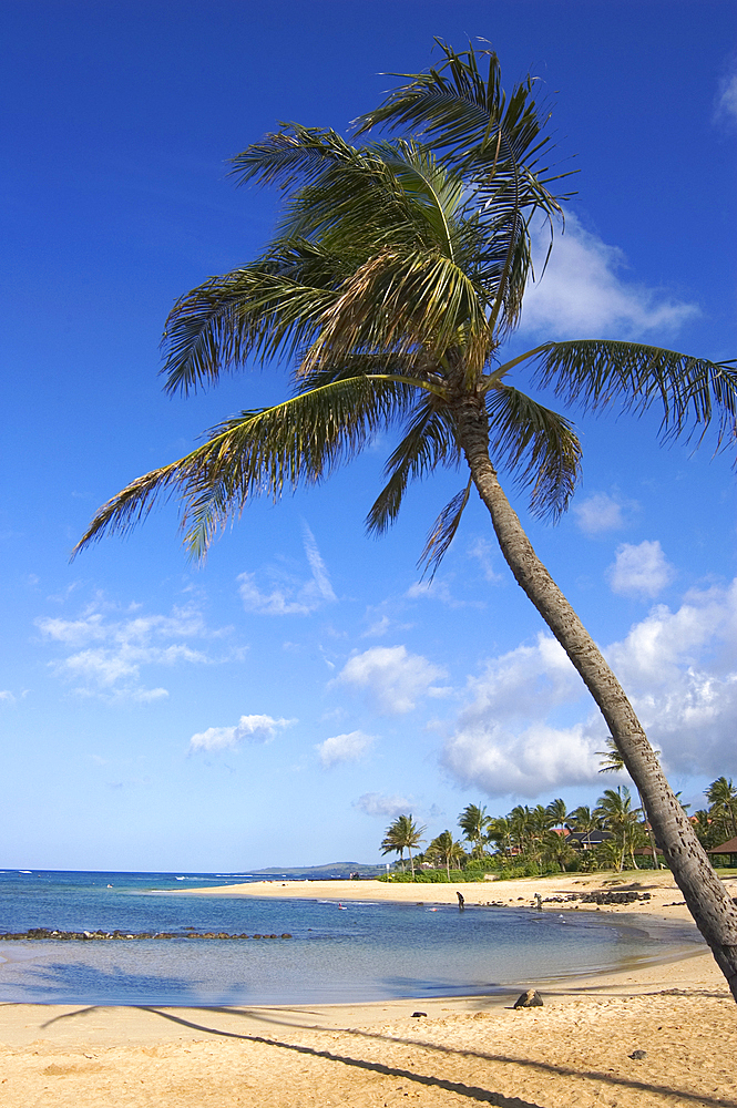 Poipu Beach Park with palm tree and swimming cove; Poipu, Kauai, Hawaii.