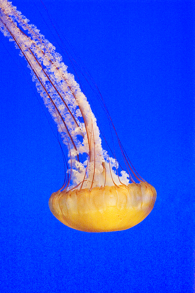 Jellyfish in exhibit at Monterey Bay Aquarium; Monterey, California.