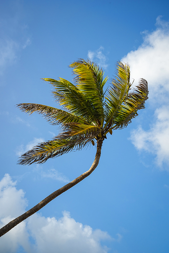 Coconut Palm tree against blue sky with white clouds.