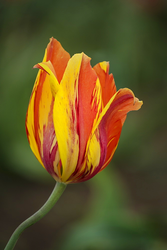 Tulip blossom; Wooden Shoe Tulip Company, Willamette Valley, Oregon.