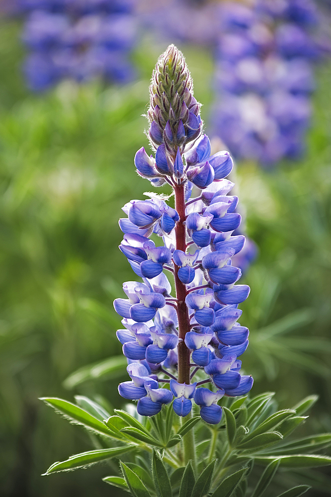 Lupine; Dalles Mountain Ranch, Columbia Hills State Park, Washington.