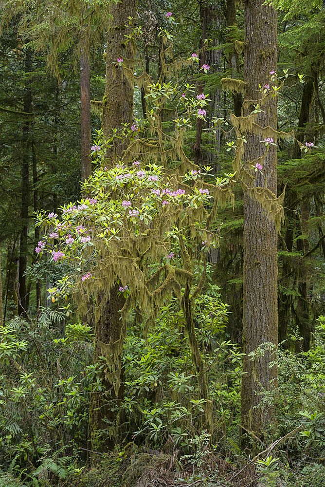 Rhododendron blooming along Howland Hill Road, Redwoods State and National Parks, California.