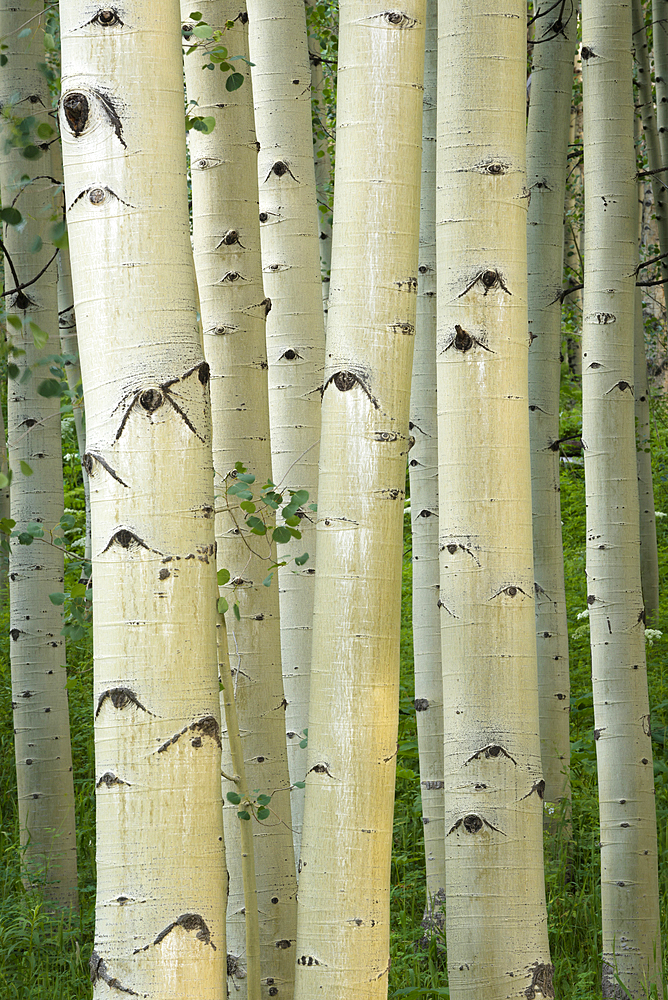 Aspen trees, Maroon Bells area, White River National Forest, Colorado.