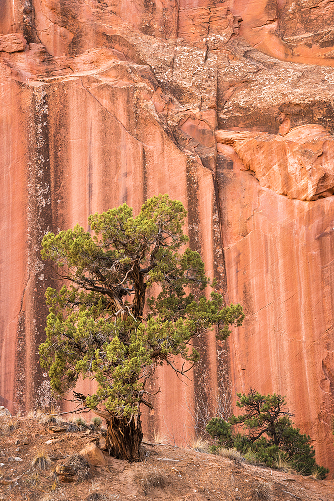 Utah Juniper tree and sandstone cliff in Grand Wash, Capitol Reef National Park, Utah.