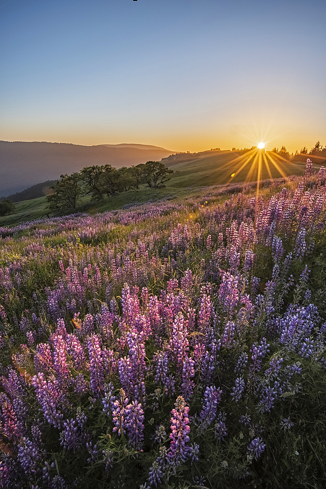 Lupine at Childs Hill Prairie on Bald Hills Road, Redwoods National and State Parks, California.