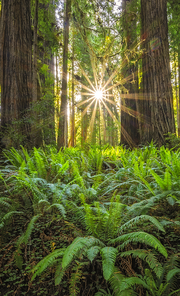 Redwoods and sword ferns; Cal Barrel Road, Prairie Creek Redwoods State Park, California.