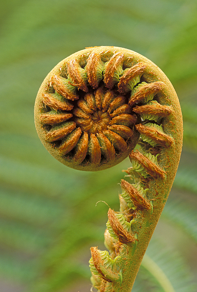 'Ama'uma'u fern fiddlehead (Sadleria cyatheoides); endemic to Hawaii.