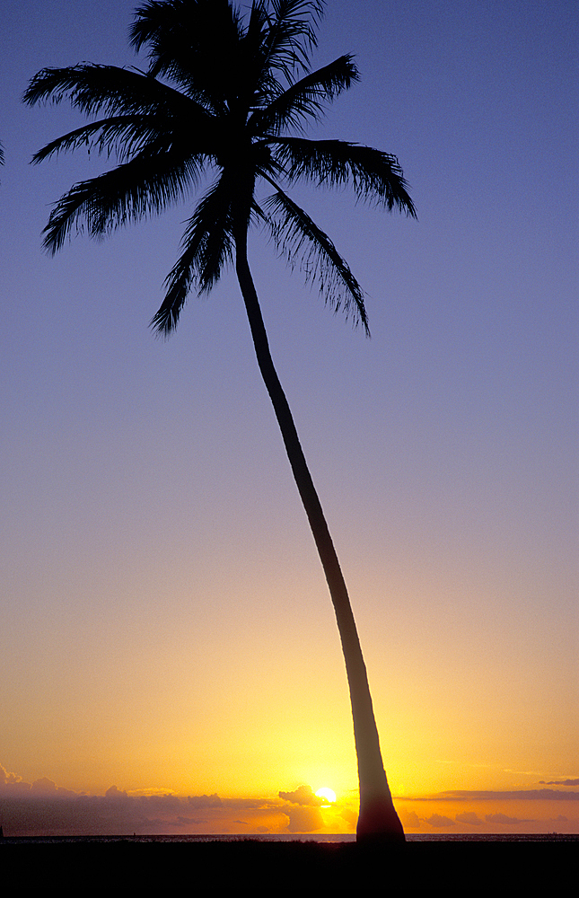 Coconut Palm tree silhouetted at sunset; Magic Island, Ala Moana Beach Park, Honolulu, Oahu, Hawaii.