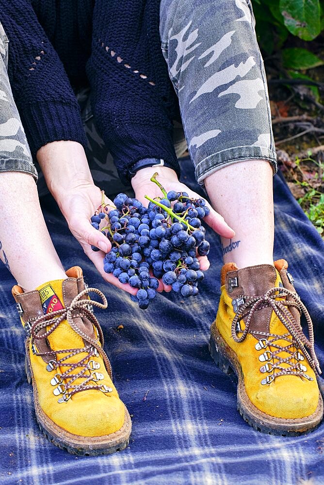 Detail of a woman in a farmland with a bunch of grapes. Iguzkiza, Navarre, Spain, Europe.