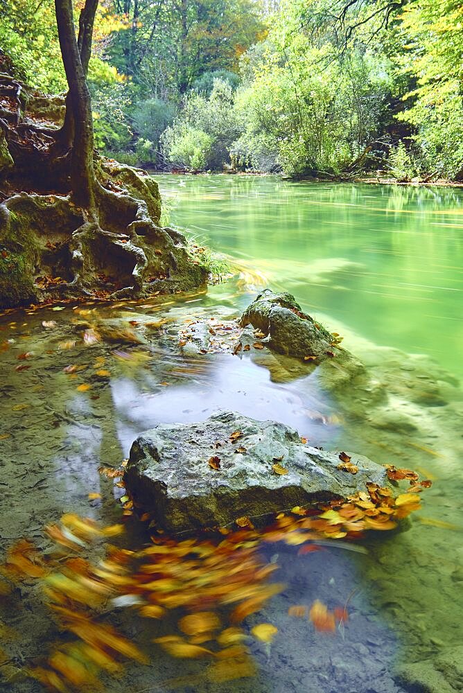 Trees and riverbed with fallen leaves in autumn. Urederra river source. Urbasa-Andia Natural Park. Navarre, Spain, Europe.