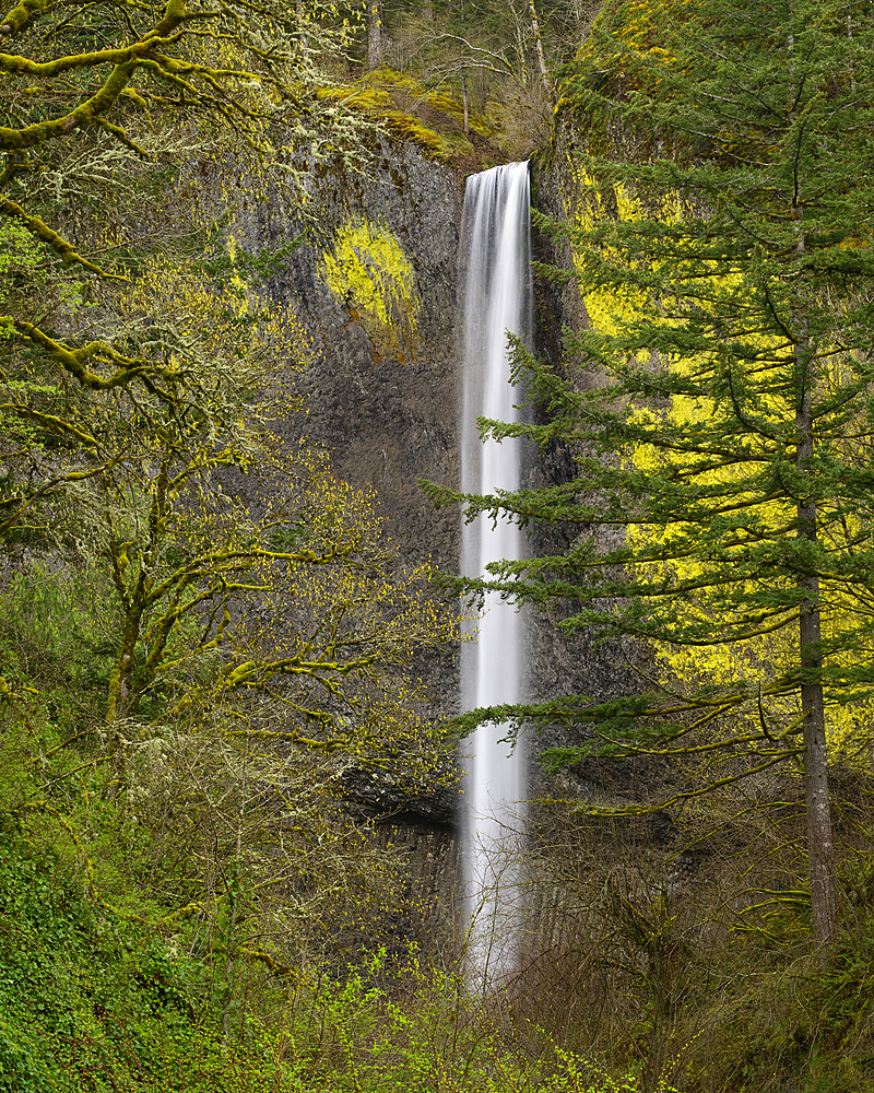 Latourell Falls in Guy Talbot State Park, Columbia River Gorge National Scenic Area, Oregon.