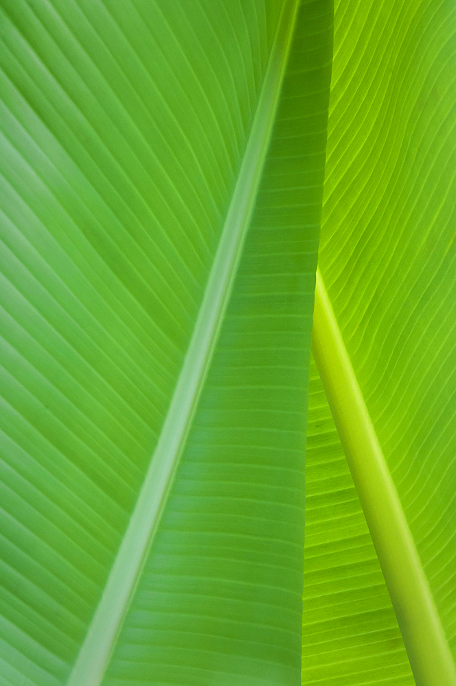 Banana leaves; Matangi Private Island Resort, Fiji.