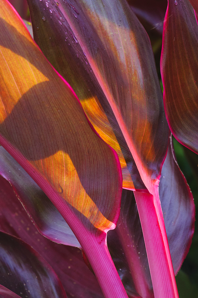 Red ti plant leaves at Matangi Private Island Resort in Fiji.