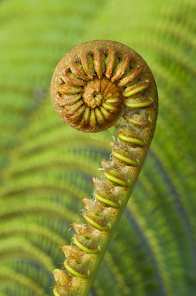 'Ama'uma'u fern frond; Hawaii Volcanoes National Park, Island of Hawaii.