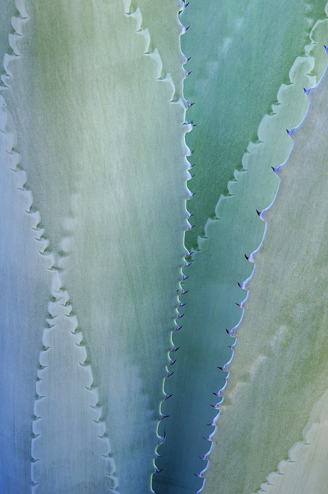 Agave at El Charco del Ingenio Botanical Garden, San Miguel de Allende, Guanajuato, Mexico.