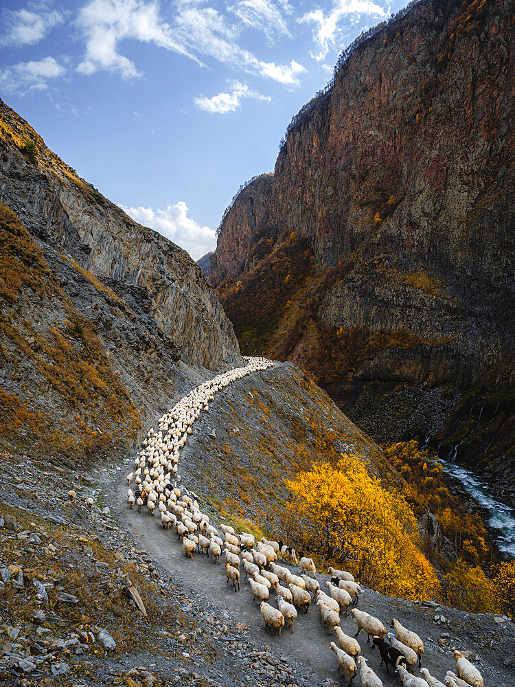 A herd of sheep going through Truso Valley, Kazbegi, Georgia (Sakartvelo), Central Asia, Asia