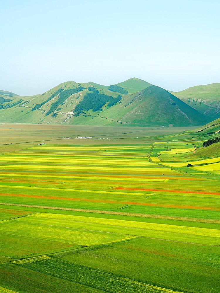 Lentil fields in Castelluccio di Norcia during the high season, Umbria, Italy, Europe