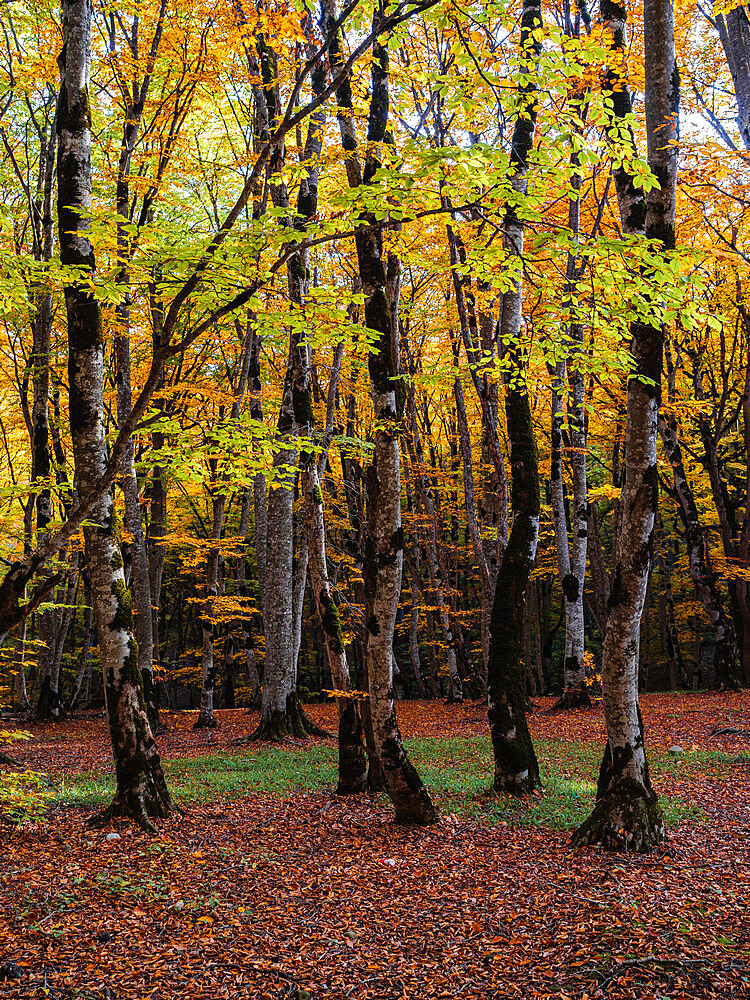 Sabaduri Forest, Tbilisi, Georgia (Sakartvelo), Central Asia, Asia