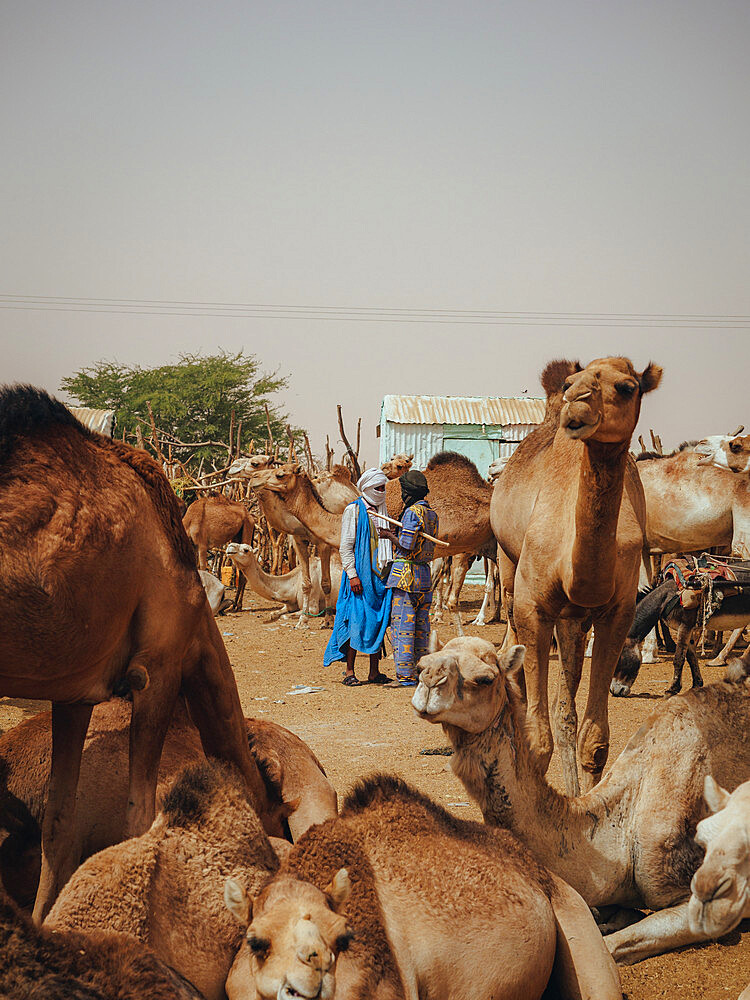 Nouakchott Camel Market, Nouakchott, Mauritania, West Africa, Africa