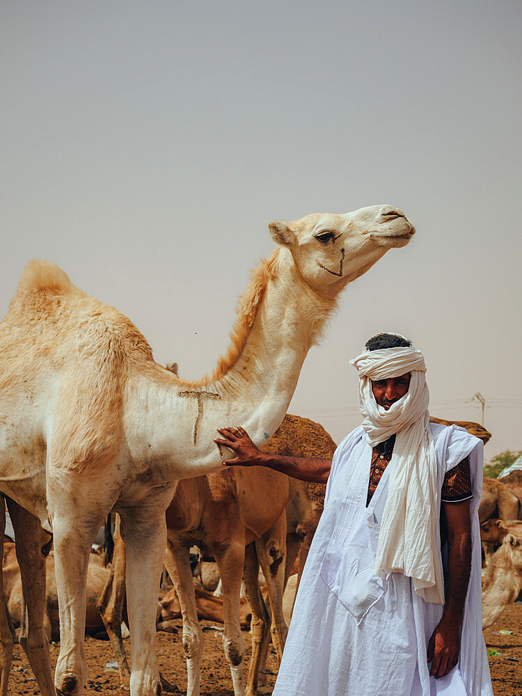 Nouakchott Camel Market, Nouakchott, Mauritania, West Africa, Africa