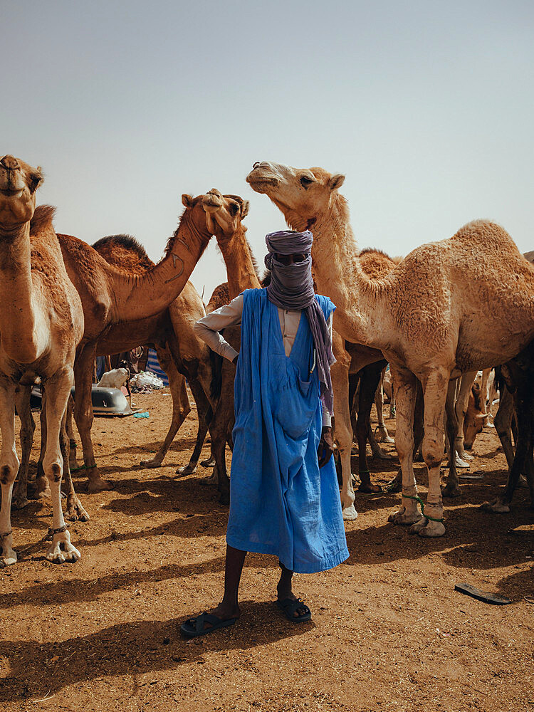 Nouakchott Camel Market, Nouakchott, Mauritania, West Africa, Africa