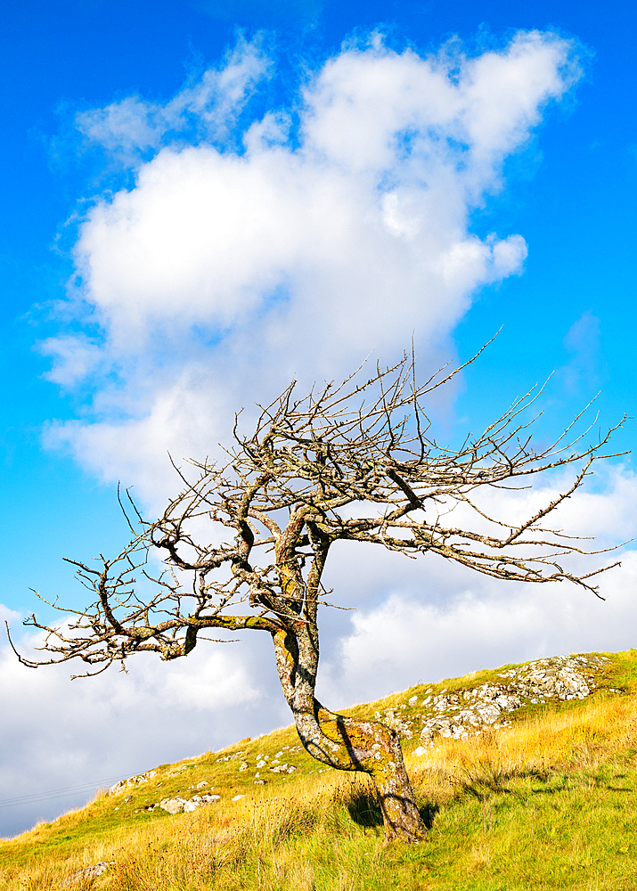 A lone tree on the Isle of Lewis, Outer Hebrides, Scotland, United Kingdom, Europe