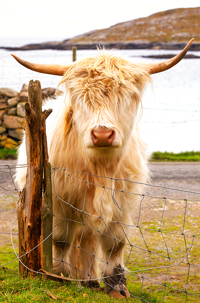 Highland cattle in Huisinish (Hushinish), Isle of Harris, Outer Hebrides, Scotland, United Kingdom, Europe