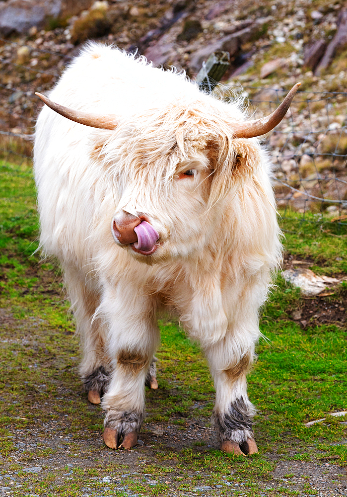 Highland cattle in Huisinish (Hushinish), Isle of Harris, Outer Hebrides, Scotland, United Kingdom, Europe