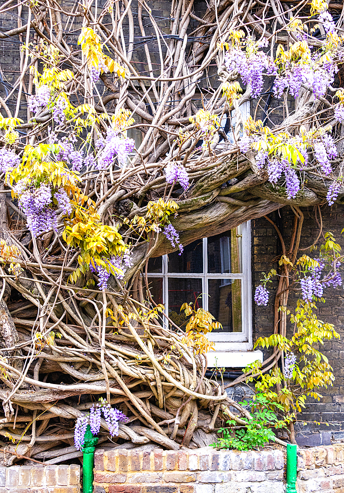 The oldest wisteria in England, planted in 1816, on Griffin Brewery, Chiswick, London, England, United Kingdom, Europe