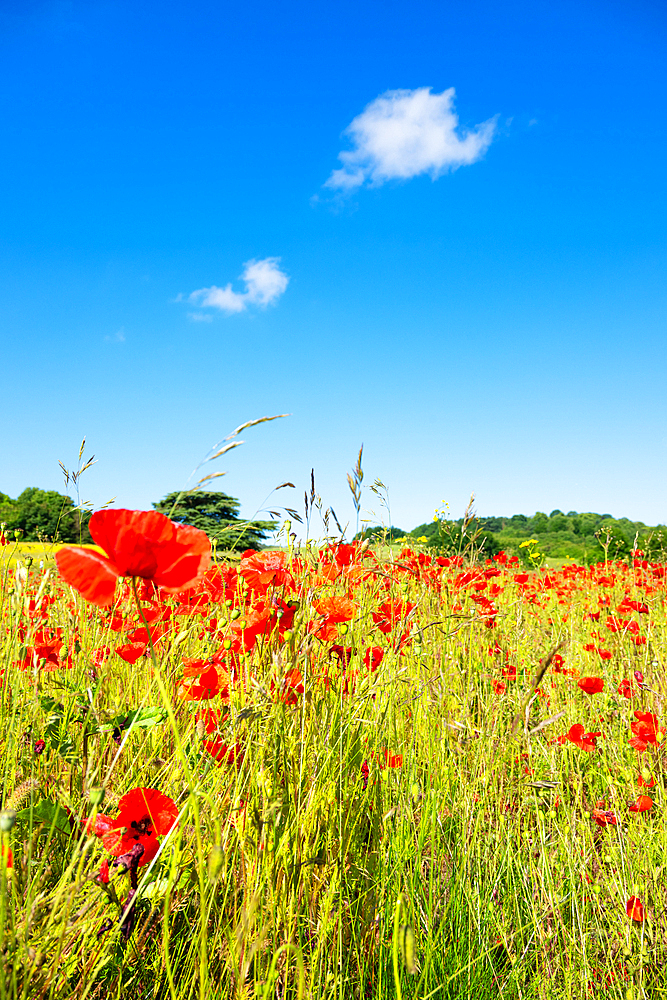 A field of poppies in Kent, England, United Kingdom, Europe