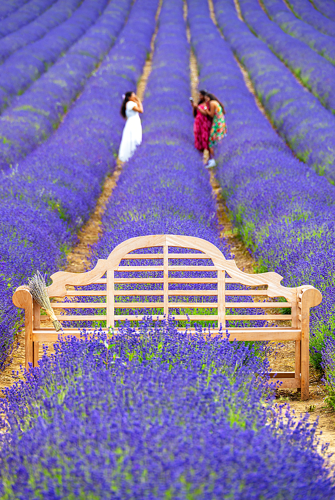 Lavender fields in Shoreham, Kent, England, United Kingdom, Europe