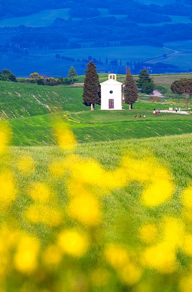 View towards the iconic Chapel of Madonna di Vitaleta, Val d'Orcia, UNESCO, Tuscany, Italy