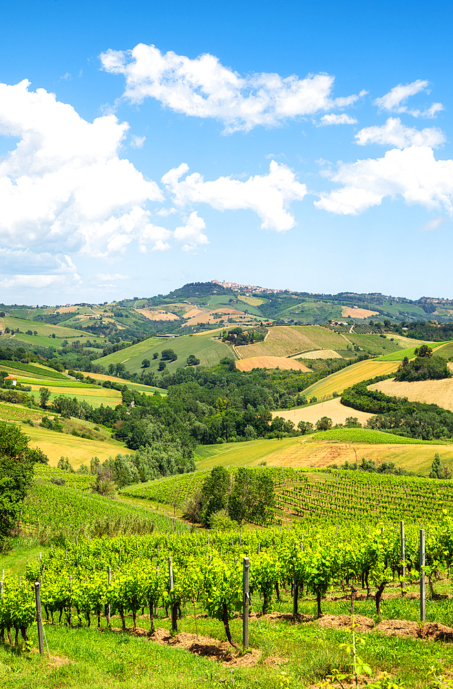 Rolling hills and vineyards of Marche region, Italy