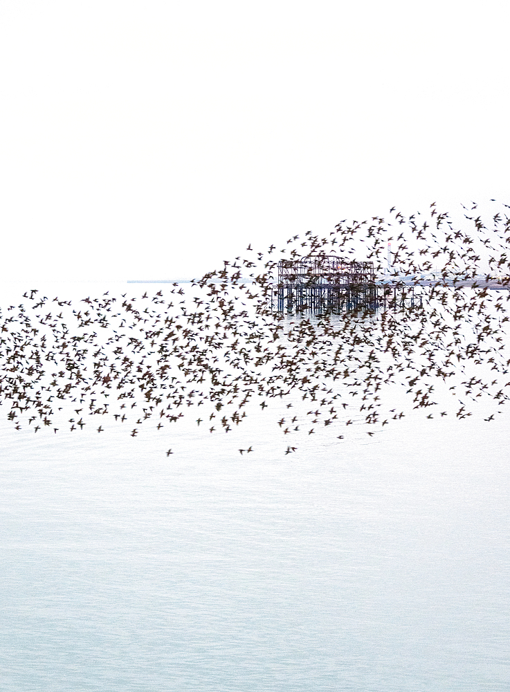 The remains of the West Pier as seen through the starling murmuration at sunset, City of Brighton and Hove, East Sussex, England