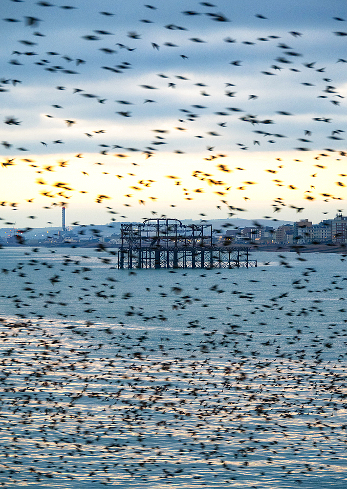 The remains of the West Pier as seen through the starling murmuration at sunset, City of Brighton and Hove, East Sussex, England