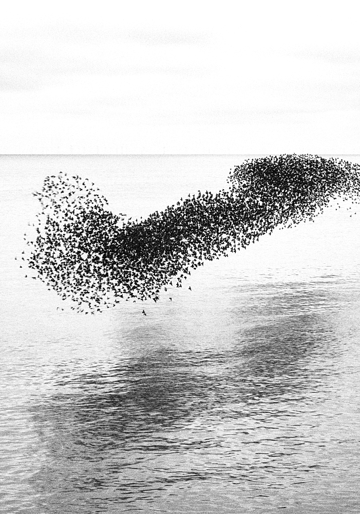 Starling murmuration at sunset, as seen from the Brighton Beach, City of Brighton and Hove, East Sussex, England