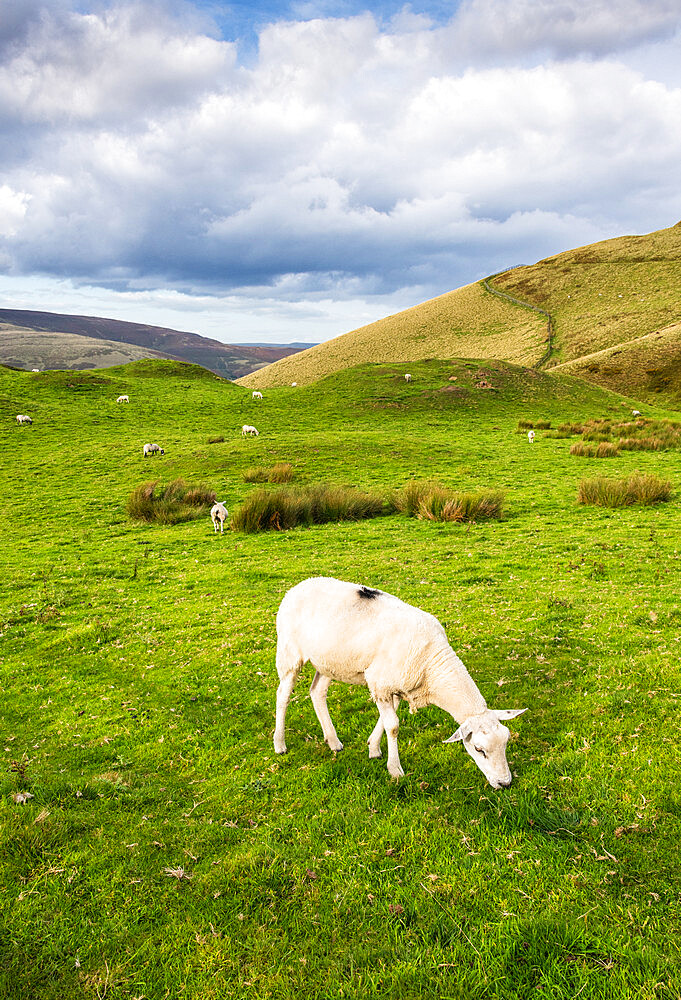 Sheep grazing in the Edale Valley, Peak District National Park, Derbyshire, England, United Kingdom, Europe