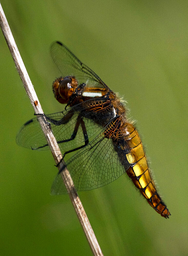 Female Broad Bodied Chaser Dragonfly (Libellula depressa), Anderton Nature Reserve, Cheshire, England, United Kingdom, Europe