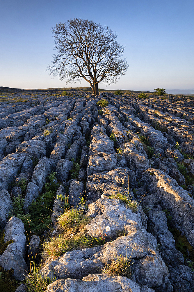 Lone bare Ash Tree on Limestone Pavement, Malham Lings, Yorkshire Dales National Park, Yorkshire, England, United Kingdom, Europe