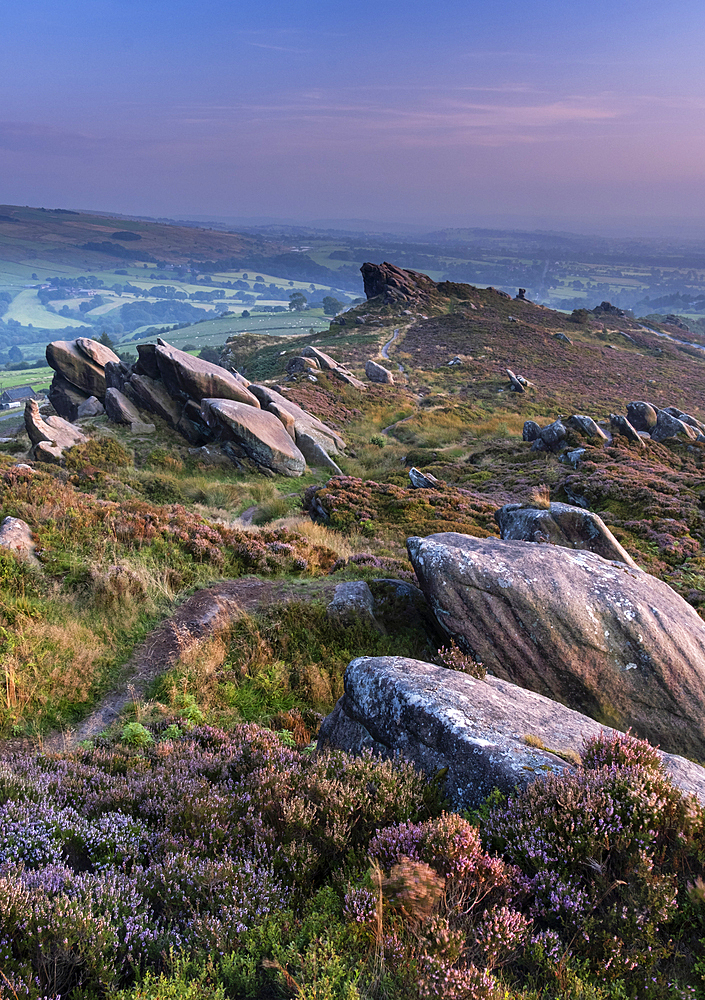 Ramshaw Rocks and purple heather in summer, near Leek, Peak District National Park, Staffordshire Moorlands, Staffordshire, England, United Kingdom, Europe