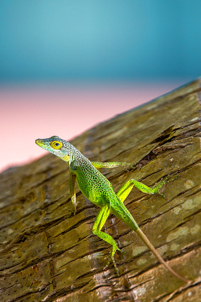 Antiguan Anole lizard (Anolis Leachii) in Bermuda, Atlantic, Central America