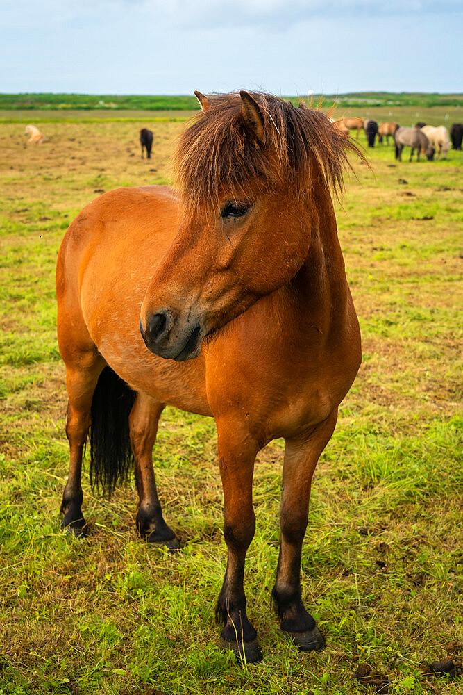 Close-up of Icelandic horse near Keflavik, Reykjanesbaer, Reykjanes Peninsula, Iceland